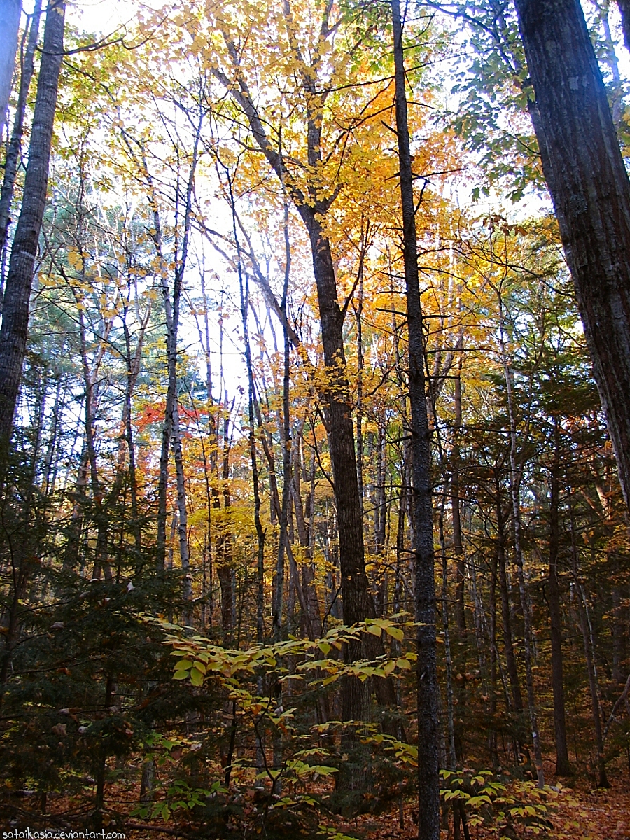 autumn woods