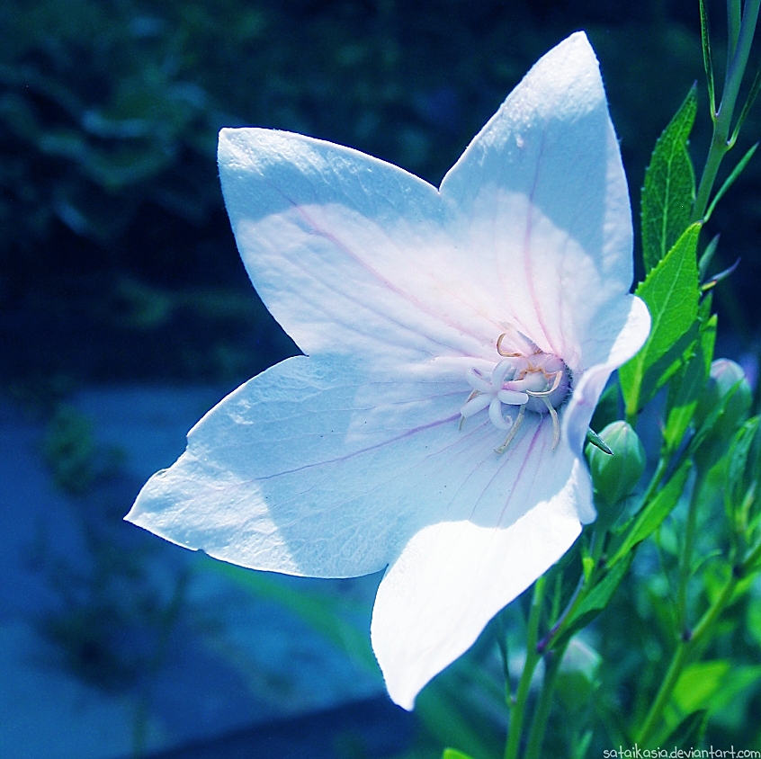 white flower