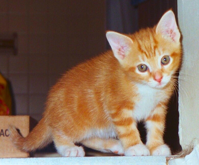 baby Sunfire