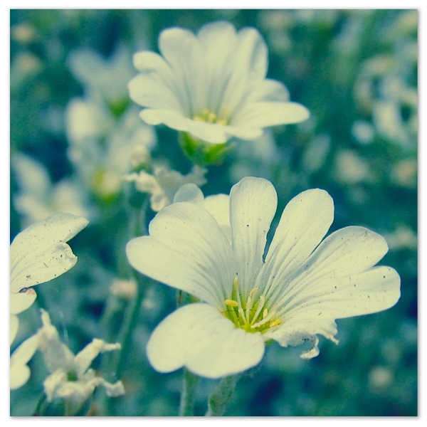 white flowers