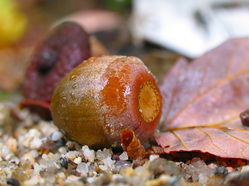 autumn acorn