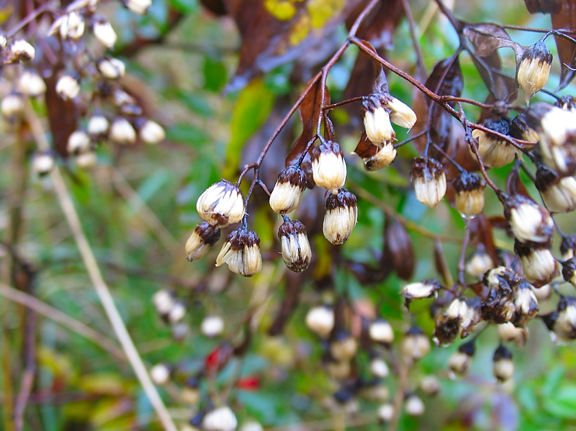 autumn nature