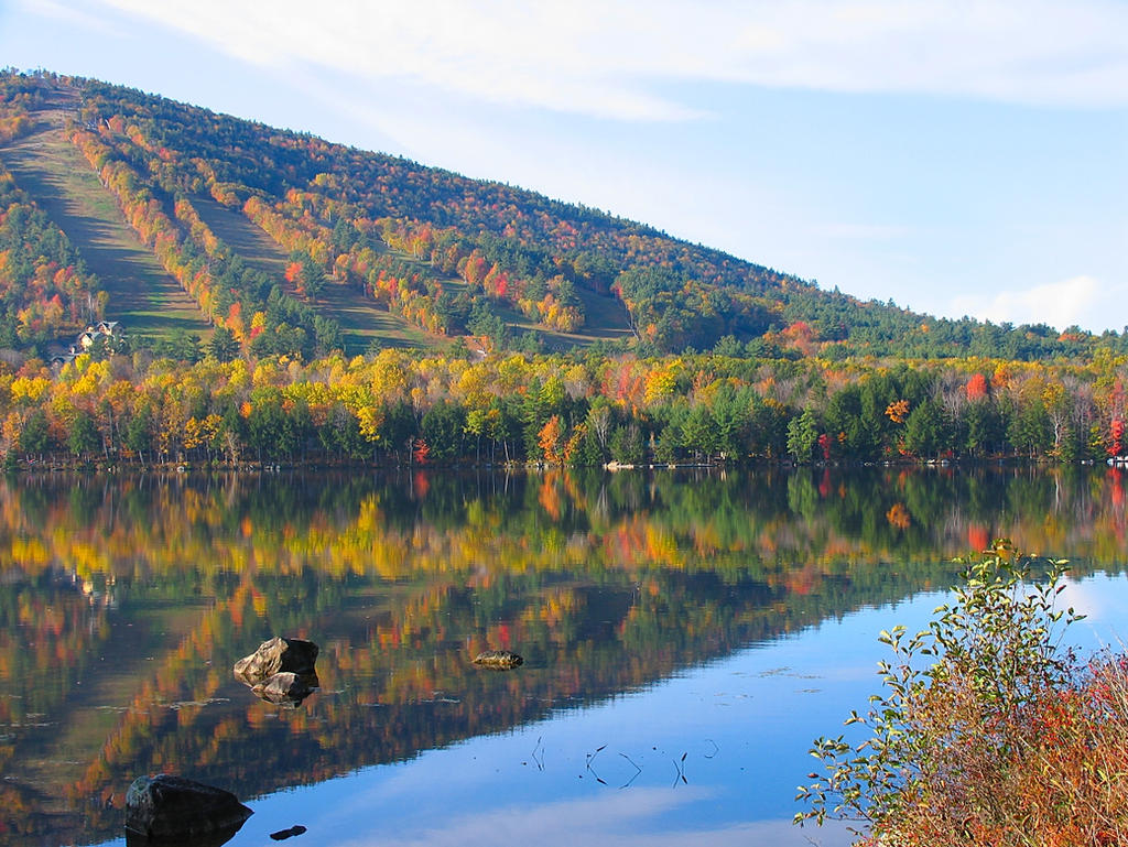 pond foliage