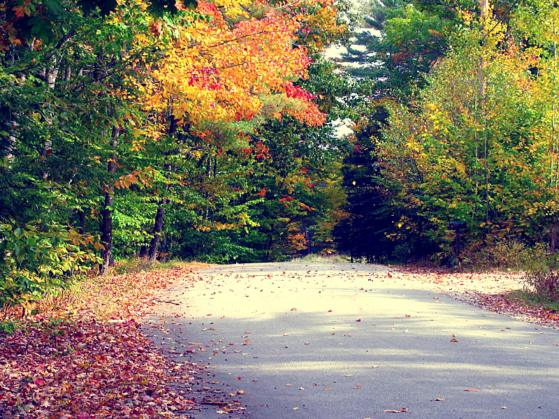 Maine foliage road