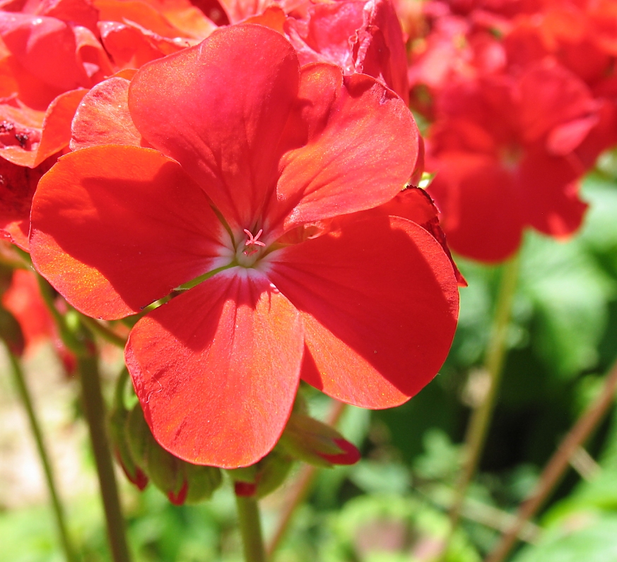 red flowers