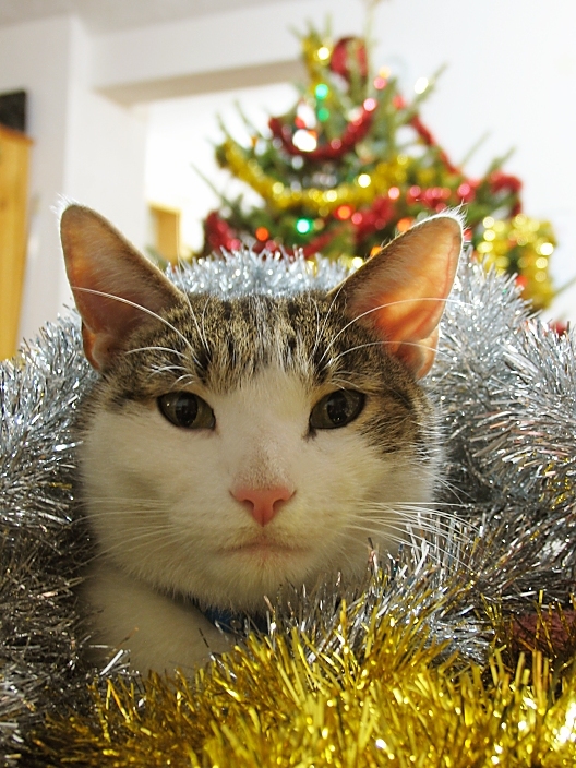 christmas kitty