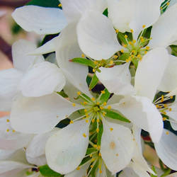 white flowers