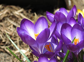 purple spring crocus