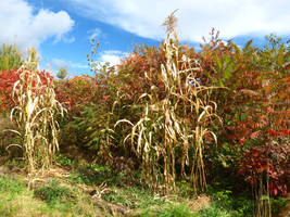 autumn cornstalks