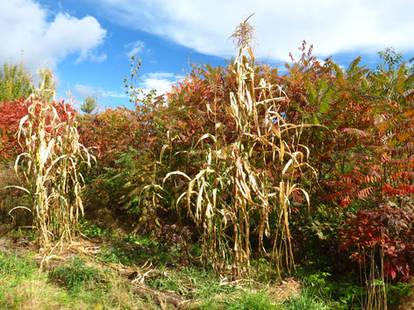 autumn cornstalks