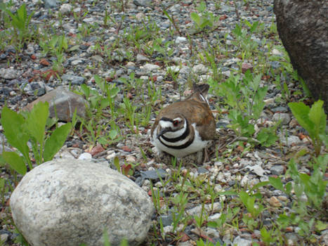 Killdeer - My Babies