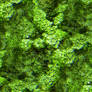 Seamless Algae