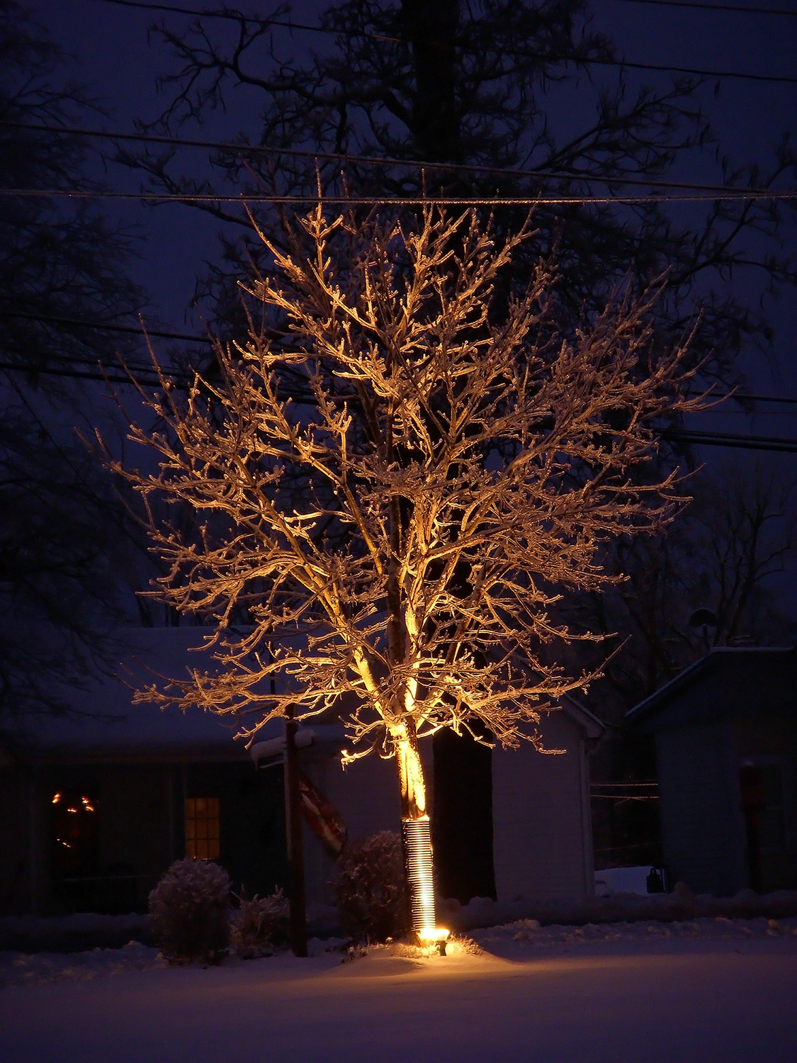 Glowing Tree