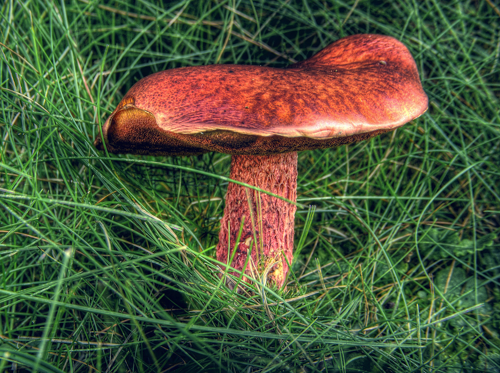 Red Shroom