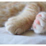 Baby Paws