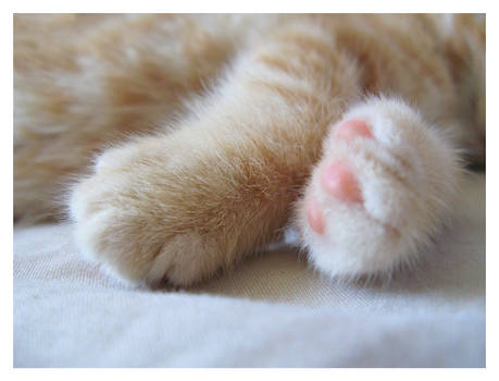 Baby Paws