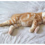 Sleepy Head