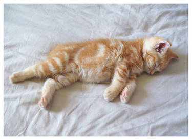 Sleepy Head