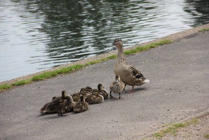 Cute Little Family