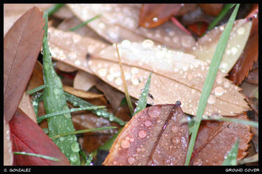 Ground Cover