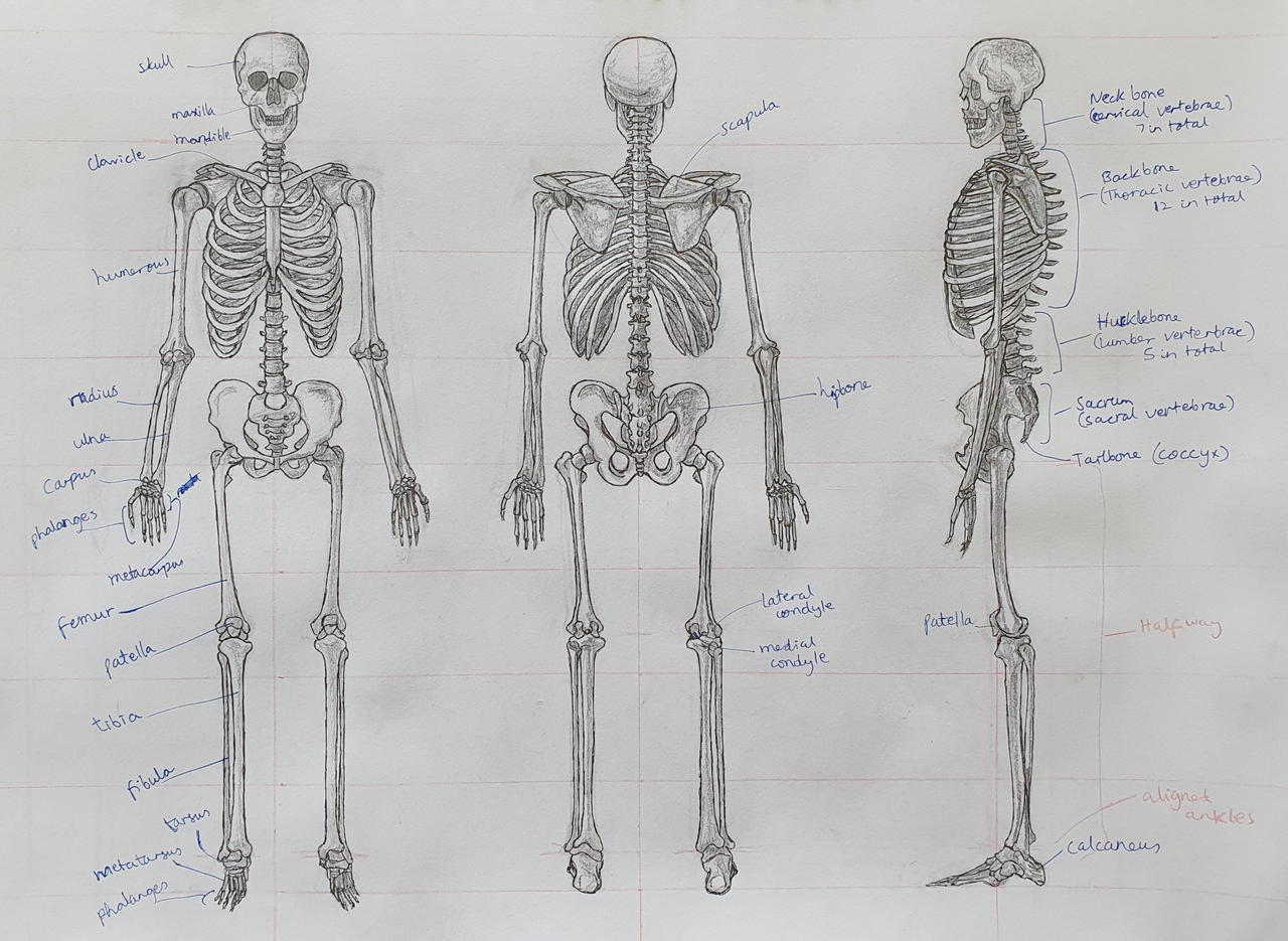 Skeleton Reference by PSaini on DeviantArt