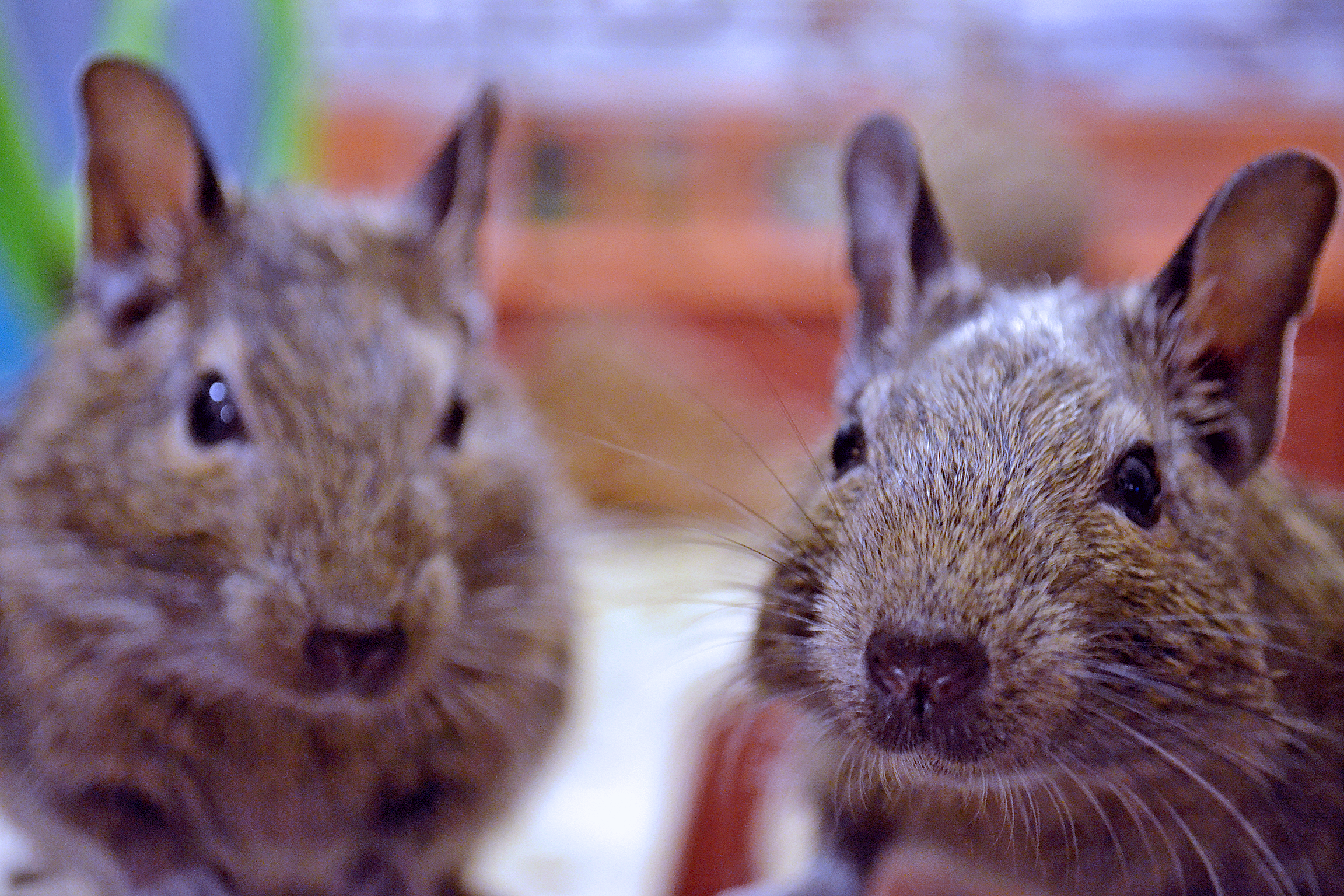 Degus1
