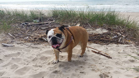 English Bulldog on the beach