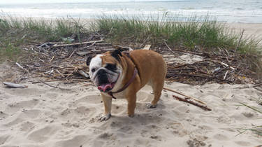 English Bulldog on the beach