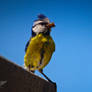 Blue Tit, chirping with a full mouth....