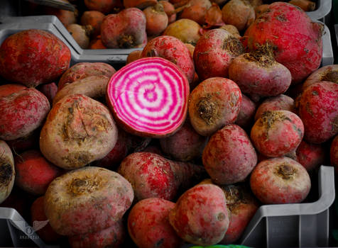 Chioggia beet