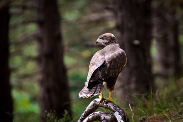 Juvenile Buzzard