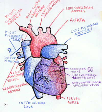 Human Heart