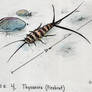 4. Thermobia domestica