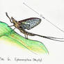 6. Hexagenia limbata (giant mayfly)