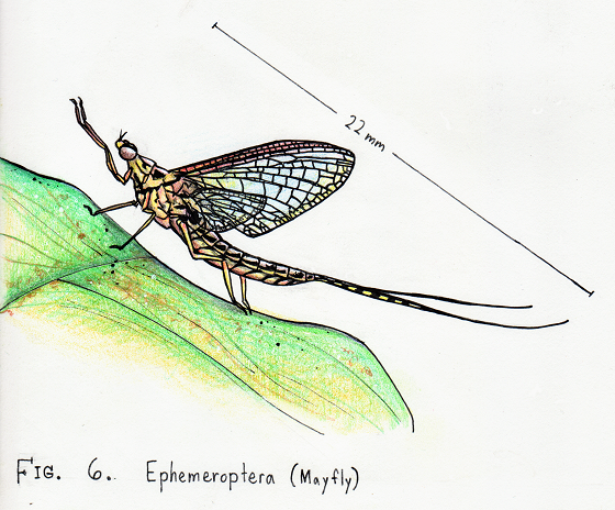 Mayfly Drawing