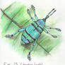 23. Eupholus schoenherri (blue weevil)