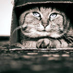 The Cat Container ii. by Blutr0t