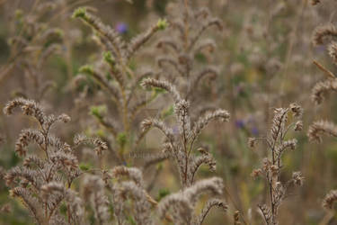 lost in a meadow