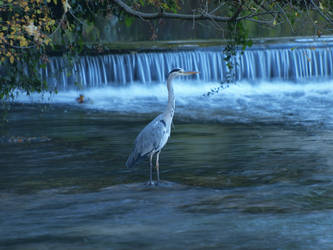 gray heron