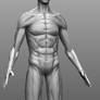 Male Anatomy WIP