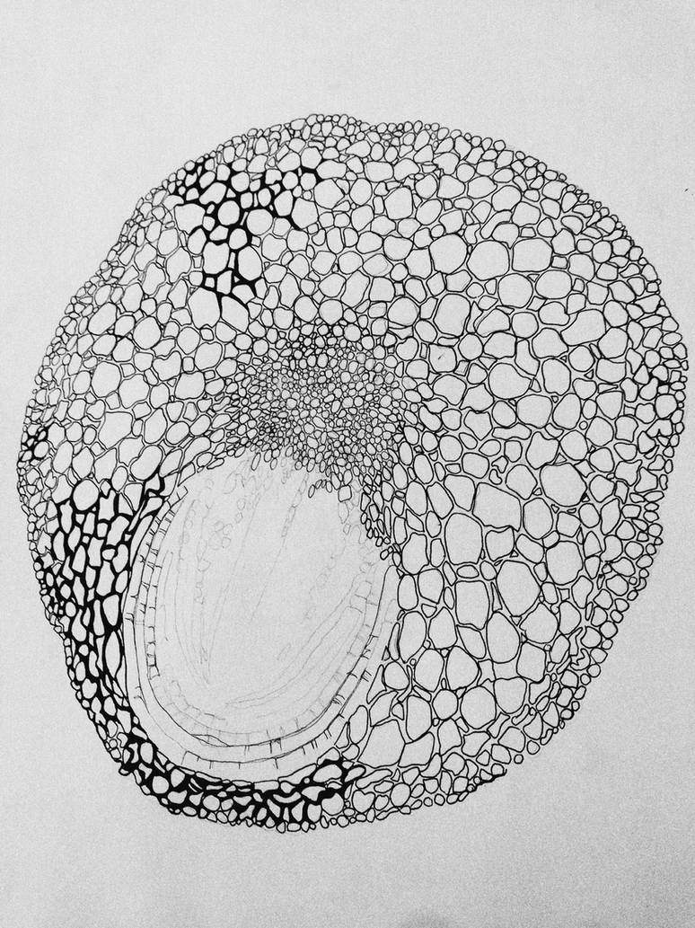 Ccell Drawing Cell Drawing by edenh28 on DeviantArt