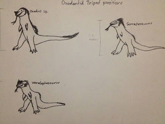 Oxodontidae tripod positions