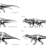 Spinosaurid comparative diagram
