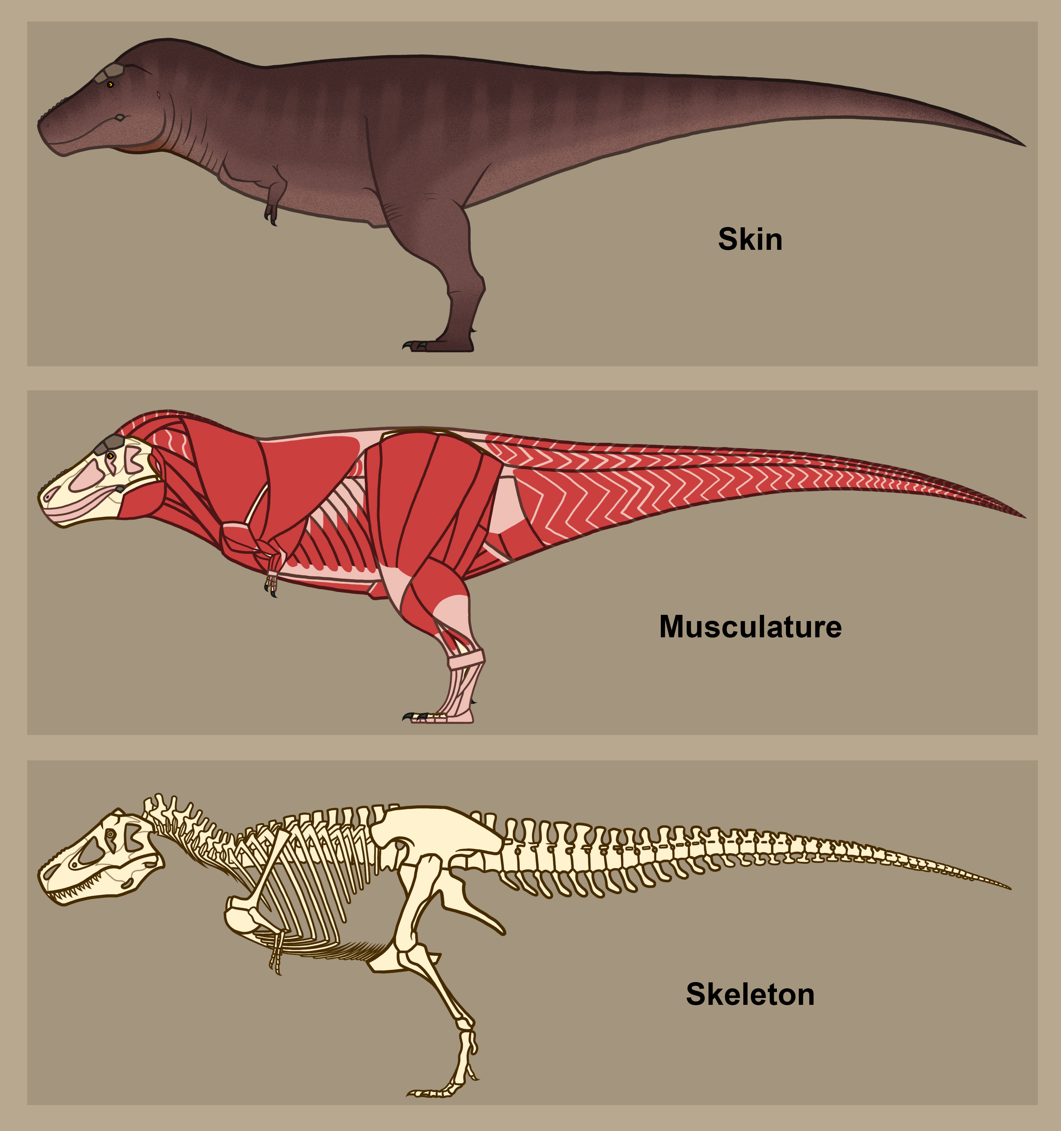 T Rex Wingstack Tyrannosaurus Anatomy Study by TheRopen on DeviantArt