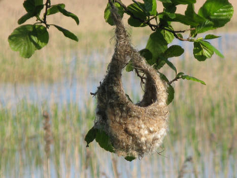 Penduline Tit nest