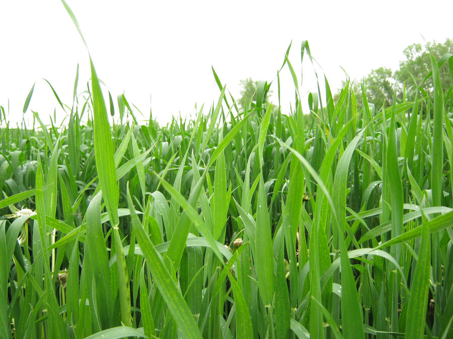 Wheat Field