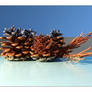 Cones