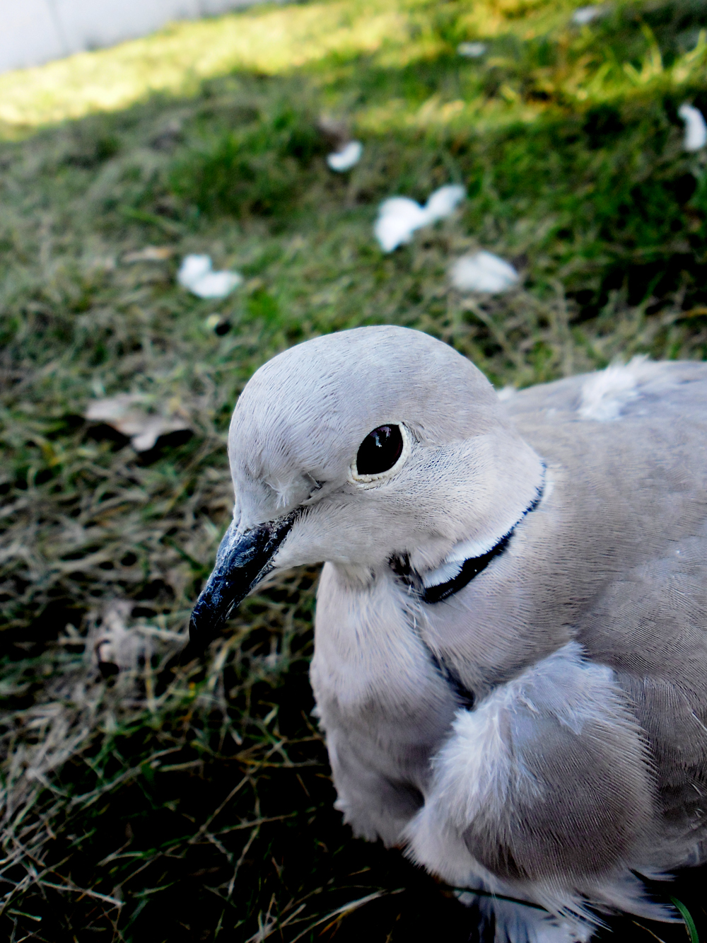 Pigeon's profile