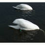 Swans