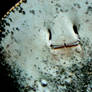 Manti-s-mile